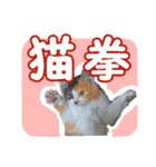 三毛猫クッキー【日常】（個別スタンプ：24）