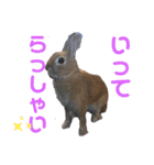 うさぎのモカちゃんスタンプpart5（個別スタンプ：2）