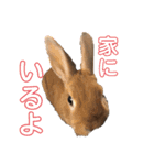 うさぎのモカちゃんスタンプpart5（個別スタンプ：3）