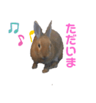 うさぎのモカちゃんスタンプpart5（個別スタンプ：4）