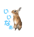 うさぎのモカちゃんスタンプpart5（個別スタンプ：11）