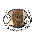 うさぎのモカちゃんスタンプpart5（個別スタンプ：13）