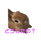 うさぎのモカちゃんスタンプpart5（個別スタンプ：20）