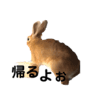 うさぎのモカちゃんスタンプpart5（個別スタンプ：22）