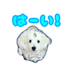 愛犬 メッセージ（個別スタンプ：1）