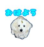 愛犬 メッセージ（個別スタンプ：2）