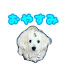 愛犬 メッセージ（個別スタンプ：3）