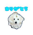 愛犬 メッセージ（個別スタンプ：4）