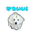 愛犬 メッセージ（個別スタンプ：5）