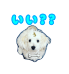 愛犬 メッセージ（個別スタンプ：6）