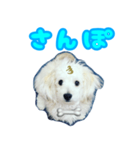愛犬 メッセージ（個別スタンプ：7）