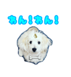 愛犬 メッセージ（個別スタンプ：8）