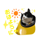 ハチワレ猫のヤス君（個別スタンプ：1）