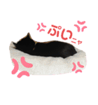 ハチワレ猫のヤス君（個別スタンプ：18）