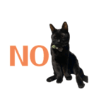 黒猫_1（個別スタンプ：3）