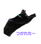 黒猫_1（個別スタンプ：4）
