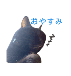 黒猫_1（個別スタンプ：5）