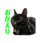 黒猫_1（個別スタンプ：7）