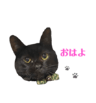黒猫_1（個別スタンプ：8）