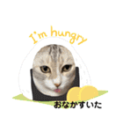 安岡家の動物たち②（個別スタンプ：1）