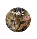 安岡家の動物たち②（個別スタンプ：2）