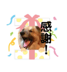 安岡家の動物たち②（個別スタンプ：4）