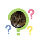 安岡家の動物たち②（個別スタンプ：6）