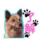 安岡家の動物たち②（個別スタンプ：9）