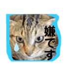 安岡家の動物たち②（個別スタンプ：11）