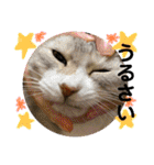 安岡家の動物たち②（個別スタンプ：12）