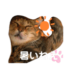 安岡家の動物たち②（個別スタンプ：14）
