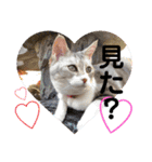 安岡家の動物たち②（個別スタンプ：16）