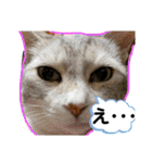 安岡家の動物たち②（個別スタンプ：17）