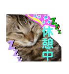 安岡家の動物たち②（個別スタンプ：18）