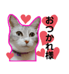 安岡家の動物たち②（個別スタンプ：22）