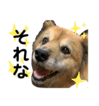 安岡家の動物たち②（個別スタンプ：23）