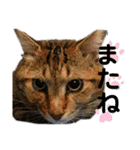 安岡家の動物たち②（個別スタンプ：24）
