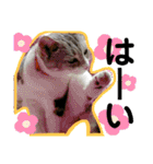 安岡家の動物たち②（個別スタンプ：26）