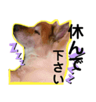安岡家の動物たち②（個別スタンプ：27）