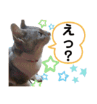 安岡家の動物たち②（個別スタンプ：28）