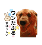 安岡家の動物たち②（個別スタンプ：32）
