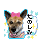 安岡家の動物たち②（個別スタンプ：37）