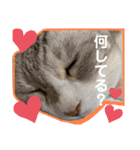 安岡家の動物たち②（個別スタンプ：38）