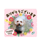 かわいいルナ（個別スタンプ：1）
