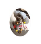 かわいいルナ（個別スタンプ：2）