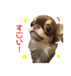 ココとルゥ③（個別スタンプ：5）