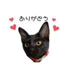 黒猫のココ（個別スタンプ：1）