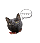 黒猫のココ（個別スタンプ：2）