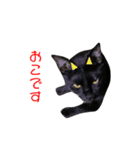 黒猫のココ（個別スタンプ：3）