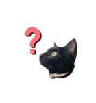 黒猫のココ（個別スタンプ：4）